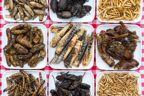  Insects as Food: A Feast for Thought and Sustainability!