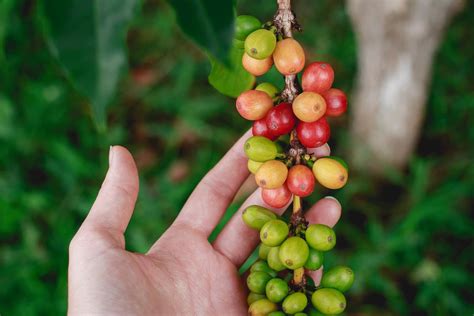  How to Grow Your Own Coffee: A Colombian Journey into the Aromatic World of Beans