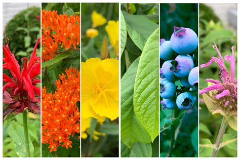  Native Plants for Wildlife Gardens: A Symphony of Nature and Practicality