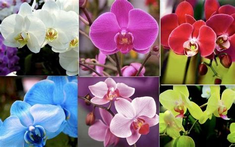  Orchids: A Filipino Gardener's Guide – Unveiling Exotic Beauty and Cultivating Nature’s Symphony